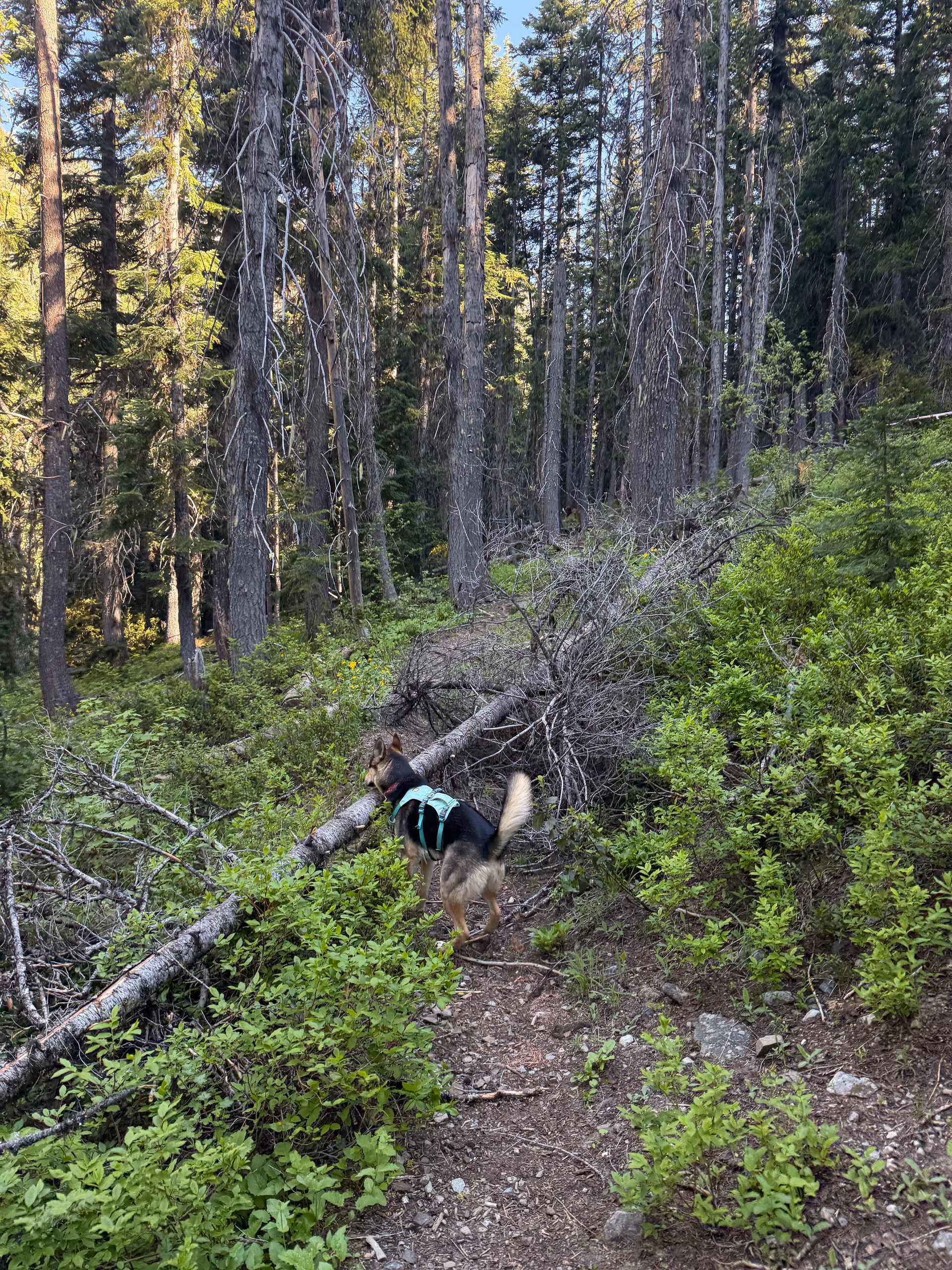Deadfall blocking a trail