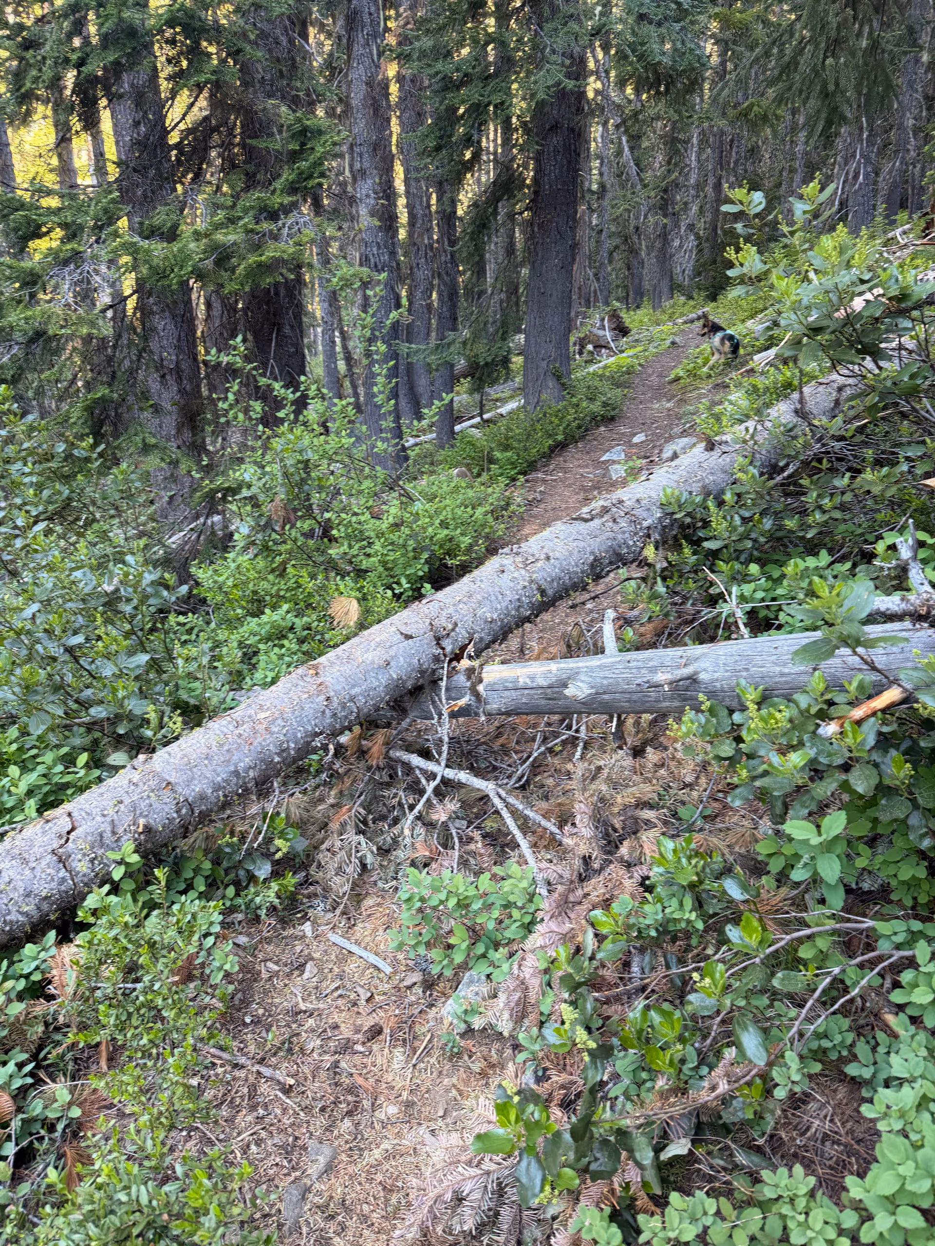 Trail blocked by deadfall